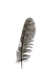 feather