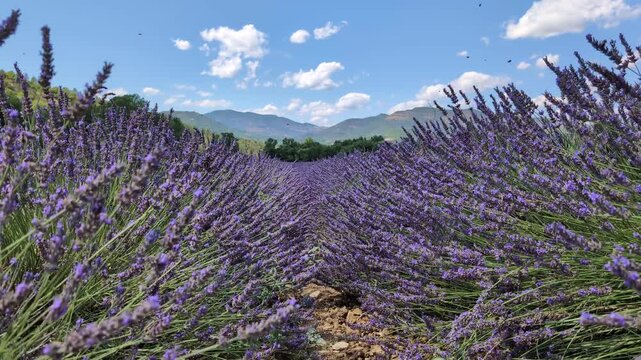 Lavender fields of Provence in summer
