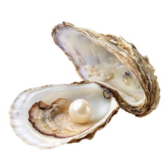 seashell isolated on white background