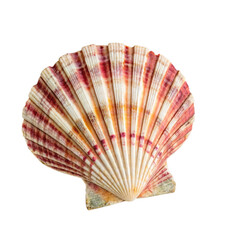seashell isolated on white background