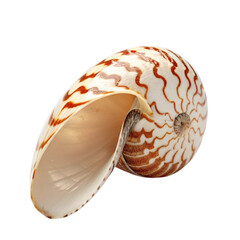 seashell isolated on white background