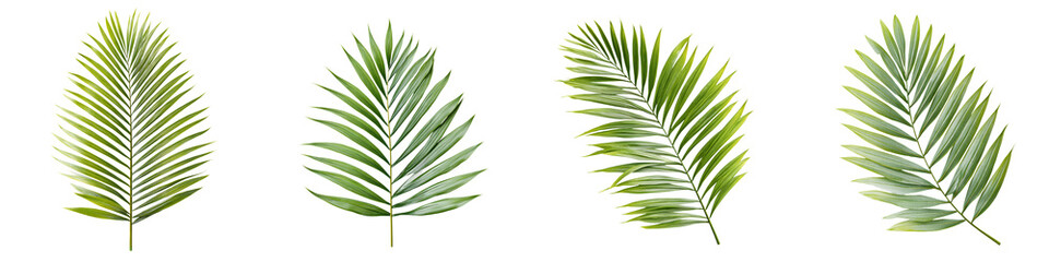 Tropical Palm Leaves: Botanical Watercolor Illustration Set