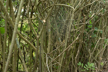 baum ast natur pflanze