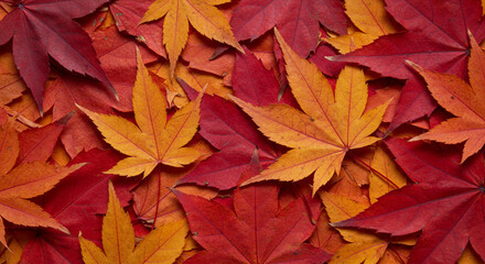 Fototapeta premium 紅葉が落ちている風景 一面の紅葉の葉っぱの写真