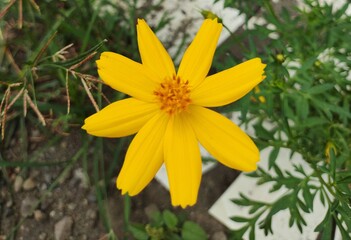 macro photo close up yellow flower
