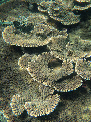 Wide table coral colony forming layered structures in a shallow tropical reef ecosystem, photographed underwater near Sumatra, Indonesia