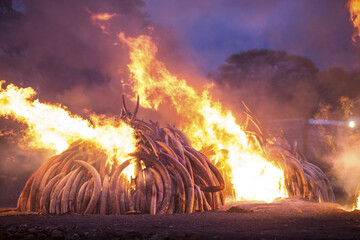 View of a towering pyre of ivory tusks ablaze, flames reaching skyward against a dusky sky, a stark reminder of conservation efforts, Nairobi, Nairobi County, Kenya.