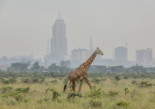 View of a giraffe gracefully strides across the golden savanna, with the modern skyline piercing the hazy horizon, a meeting of wild and urban worlds, Nairobi, Nairobi County, Kenya.