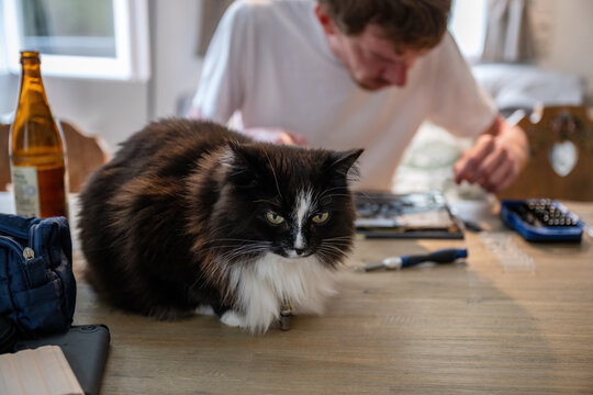 Long-haired black and white cat sitting on table while man repairs laptop - Powered by Adobe