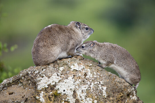 View of two rock hyraxes, one slightly larger, perched on a weathered boulder against a soft-focus backdrop of lush, green foliage, Nairobi, Nairobi County, Kenya.