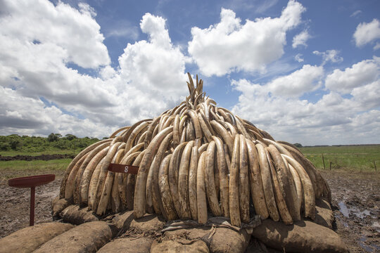 View of a huge pile of confiscated ivory tusks stacked high against a backdrop of bright blue sky and scattered clouds, Nairobi, Nairobi County, Kenya.