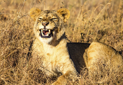 View of a fierce lioness bares its teeth, golden fur blending with sun-dried grasses under the Kenyan sun, a powerful predator in its natural habitat, Nairobi, Nairobi County, Kenya.