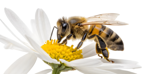 Intricate macro view of a busy bee collecting nectar from a delicate white daisy, capturing the beauty of nature's pollination process. transparent background Png