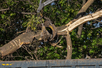 Mechanical claw cutting tree branch, heavy machinery forestry, close-up of equipment, tree removal process, industrial logging, environmental impact.