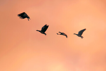 Soaring at dusk