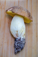 Closeup view of fresh leccinellum lepidum mushroom isolated on wooden background