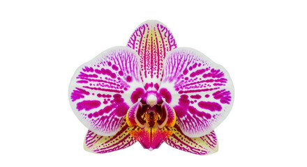 Isolated Orchid