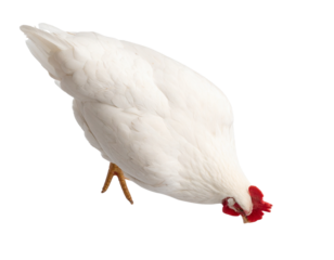 White Chicken Pecking Ground, Top-Down Angle with Curved Neck, Isolated PNG