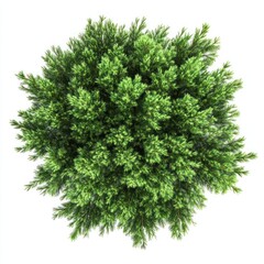 Obraz premium Lush green pine tree top