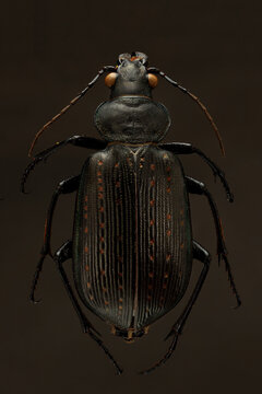 View of a ground beetle, with its dark, iridescent shell reflecting subtle red highlights, stands out against the muted backdrop, Queens, New York, United States.
