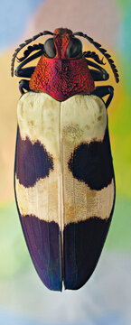 View of a beetle showcasing vibrant colors and intricate patterns, with a red head contrasting with its black antennae and the white and dark blue wings, Queens, New York, United States.
