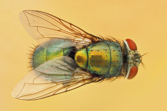 View of iridescent, shimmering green fly with delicate wings and striking red eyes against a soft, golden backdrop, Queens, New York, United States.