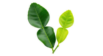 Isolated Kaffir Lime Leaves