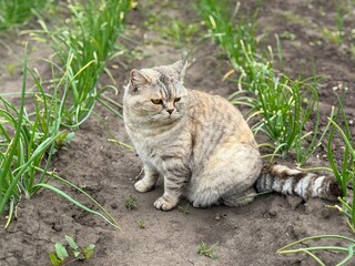 The cat in the garden looks at the onion beds.