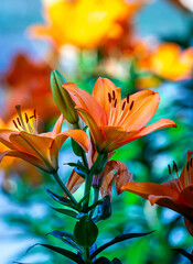 orange lily on a blue background