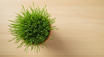Lush Green Grass Plant in Terracotta Pot on Wooden Surface