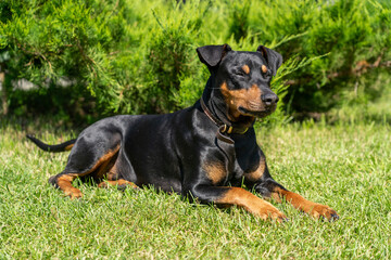 Obraz premium Peaceful black and tan dog with closed eyes relaxing on a sunny day in the green grass, with blurred natural greenery in the background.