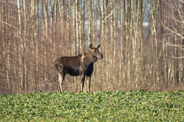 A moose with a scar is standing in a field of rapeseed, Zarzecze, Poland