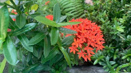 beautiful and fresh view of ixora coccinea flowers