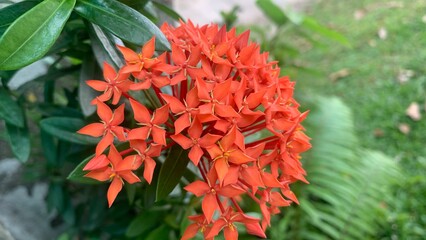 beautiful and fresh view of ixora coccinea flowers