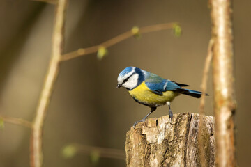 A Blue Tit, Cyanistes caeruleus Resting on a Tree Stump