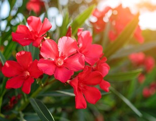 Vibrant red flowers in sunlight