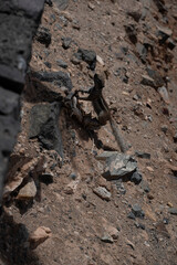 Fuerteventura on the Atlantic coast in summer