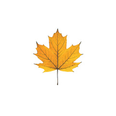 Fototapeta premium A single vibrant yellow maple leaf with detailed veins isolated on a transparent background isolated on transparent background