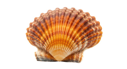 Isolated Seashell
