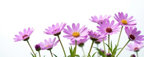 Several purple asters against stark white backdrop , elements, bloom
