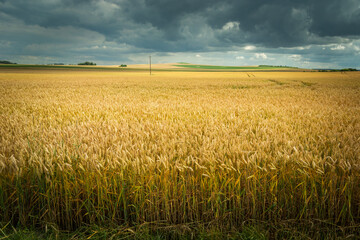 Cloudy rainy sky over a wheat field, Staw, Poland