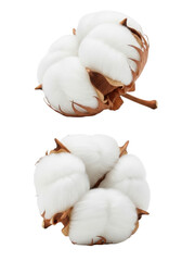 Two pristine, fluffy, transparent cotton bolls with earthy brown calyxes, isolated against a transparent background with ample copy space, high-end commercial concept of natural purity and softness
