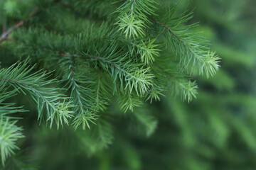 Conifer branch in macro photography with soft natural light. Fresh greenery, depth of field, and natural texture ideal for backgrounds and nature concepts.