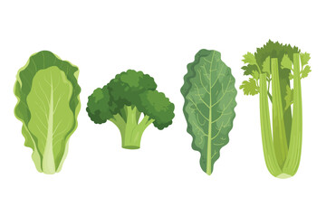 Fresh green vegetables arranged on a white background