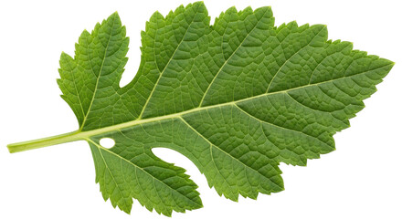 Isolated Mulberry Leaf