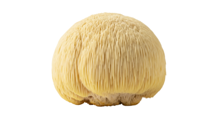 Isolated lion's mane mushroom