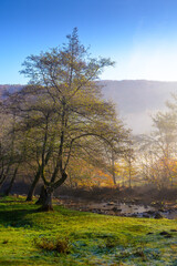 Fototapeta premium morning fog in autumn landscape with forest on the hill. empty grassy pasture in rural scene in carpathian mountains under clear blue sky. scenic view encourages to travel ukraine