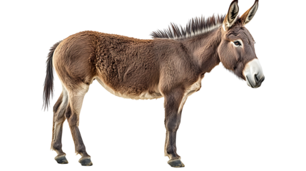mini donkeys for sale, donkey, donkeys for sale near me, donkey for sale, miniature donkeys for sale, mini donkey, burros for sale, american mammoth donkey, donkey and horse, donkey See Less
