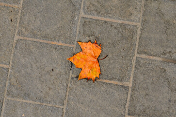 Maple leaf resting on a textured sidewalk during a calm autumn day in soft natural light