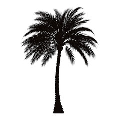 Vector art, vector illustration of a silhouette of a palmetto tree on a white background
